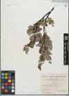 Foto von Salix glabra Scop.